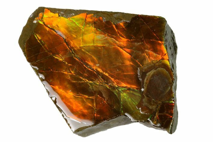 Iridescent Ammolite (Fossil Ammonite Shell) - Alberta, Canada #156810